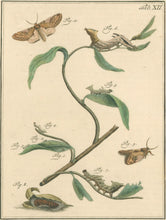 Load image into Gallery viewer, Sepp, Jan Christiaan  Plate XII  [Insects of the Netherlands]
