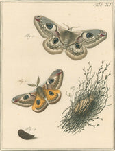 Load image into Gallery viewer, Sepp, Jan Christiaan    Plate XI  [Insects of the Netherlands]
