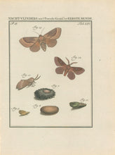 Load image into Gallery viewer, Sepp, Jan Christiaan   Plate XIV  Part 2  [Insects of the Netherlands]
