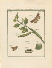 Load image into Gallery viewer, Sepp, Jan Christiaan  Plate XIV  Part 3  [Insects of the Netherlands]
