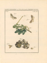 Load image into Gallery viewer, Sepp, Jan Christiaan  Plate XIV  Part 2  [Insects of the Netherlands]
