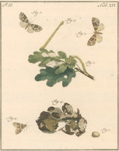 Load image into Gallery viewer, Sepp, Jan Christiaan  Plate XIV  Part 2  [Insects of the Netherlands]
