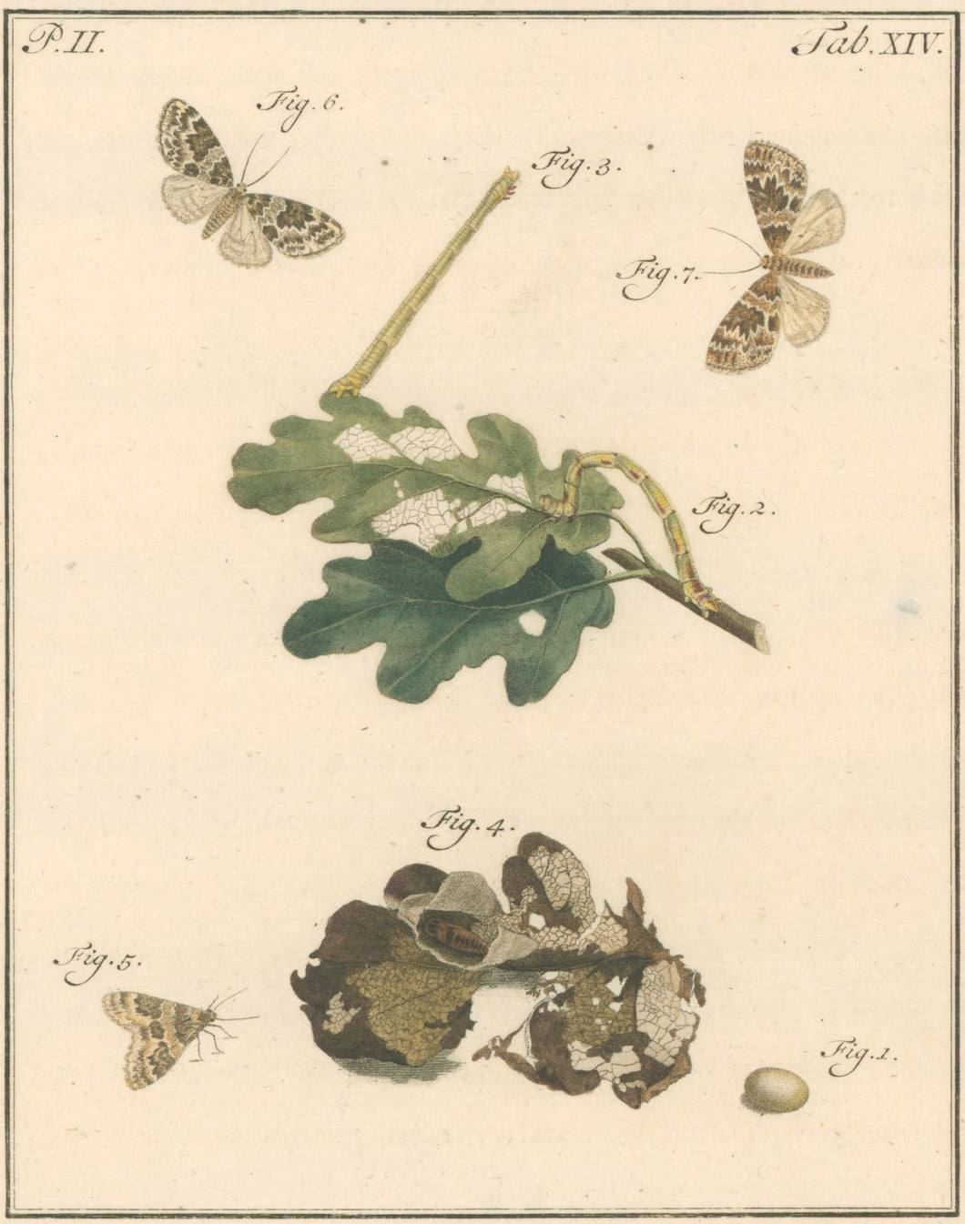 Sepp, Jan Christiaan  Plate XIV  Part 2  [Insects of the Netherlands]