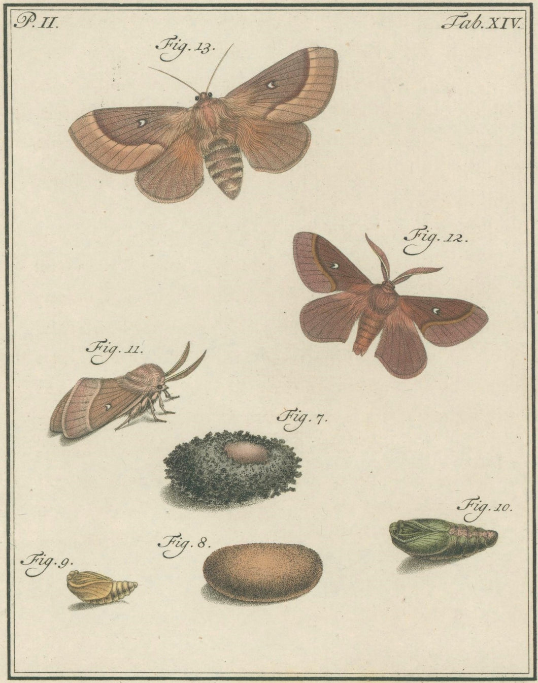 Sepp, Jan Christiaan   Plate XIV  Part 2  [Insects of the Netherlands]