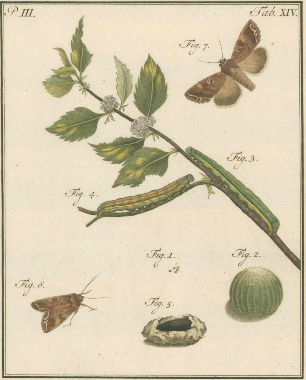 Sepp, Jan Christiaan  Plate XIV  Part 3  [Insects of the Netherlands]