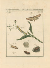 Load image into Gallery viewer, Sepp, Jan Christiaan  Plate XV  Part 3  [Insects of the Netherlands]
