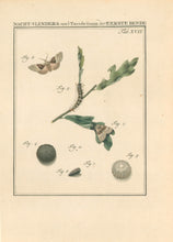 Load image into Gallery viewer, Sepp, Jan Christiaan  Plate XVII  [Insects of the Netherlands]
