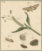 Load image into Gallery viewer, Sepp, Jan Christiaan  Plate XV  Part 3  [Insects of the Netherlands]
