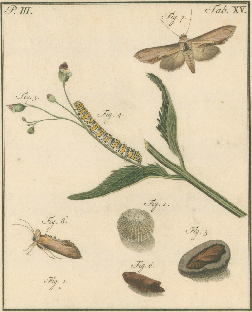 Sepp, Jan Christiaan  Plate XV  Part 3  [Insects of the Netherlands]