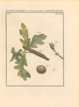 Load image into Gallery viewer, Sepp. Jan Christiaan  Plate XX  Part 2  [Insects of the Netherlands]
