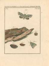 Load image into Gallery viewer, Sepp, Jan Christiaan   Plate XXI  Part 2  [Insects of the Netherlands]
