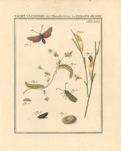 Load image into Gallery viewer, Sepp, Jan Christiaan   Plate XXII  [Insects of the Netherlands]
