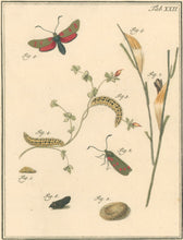 Load image into Gallery viewer, Sepp, Jan Christiaan   Plate XXII  [Insects of the Netherlands]
