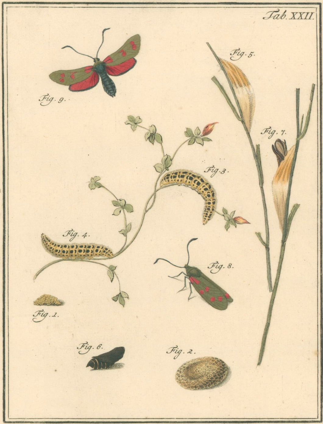 Sepp, Jan Christiaan   Plate XXII  [Insects of the Netherlands]