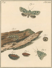 Load image into Gallery viewer, Sepp, Jan Christiaan   Plate XXI  Part 2  [Insects of the Netherlands]
