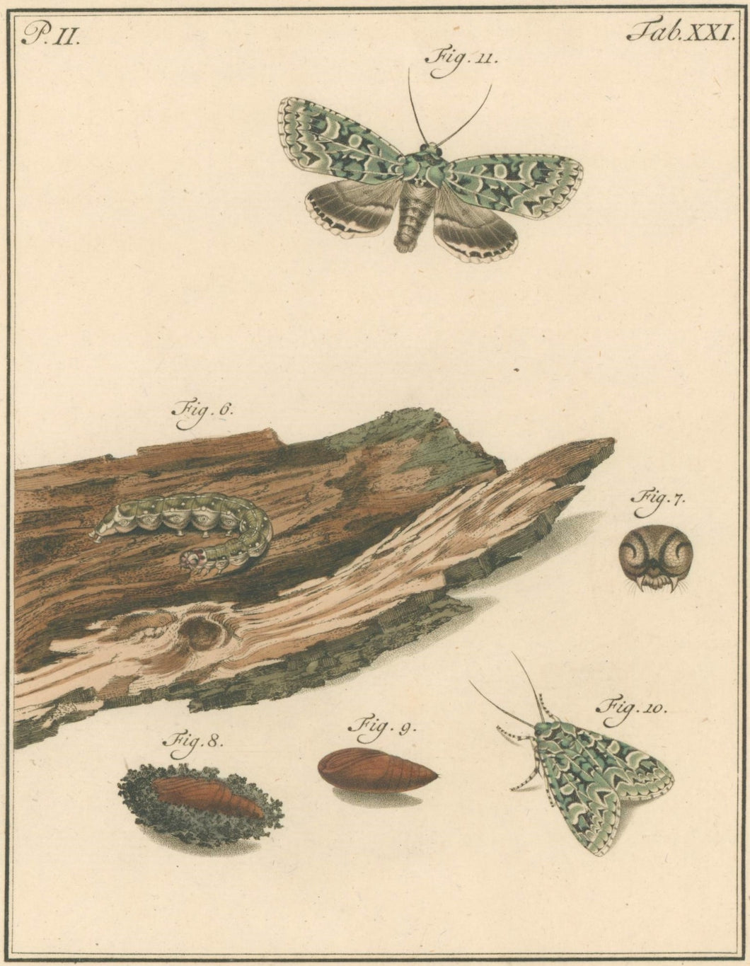 Sepp, Jan Christiaan   Plate XXI  Part 2  [Insects of the Netherlands]