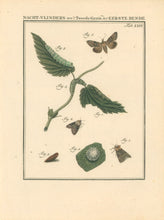 Load image into Gallery viewer, Sepp, Jan Christiaan   Plate XXIV  [Insects of the Netherlands]
