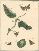 Load image into Gallery viewer, Sepp, Jan Christiaan   Plate XXIV  [Insects of the Netherlands]
