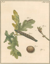 Load image into Gallery viewer, Sepp. Jan Christiaan  Plate XX  Part 2  [Insects of the Netherlands]
