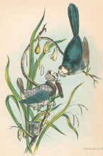 Load image into Gallery viewer, Stephens, Henry L. “Butcher Birds.”  [Bachelor and spinster] From &quot;The Comic Natural History of the Human Race&quot;
