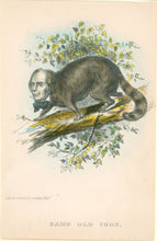 Load image into Gallery viewer, Stephens, Henry L. “Same Old Coon.”  [Henry Clay] From &quot;The Comic Natural History of the Human Race&quot;
