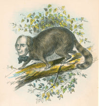 Load image into Gallery viewer, Stephens, Henry L. “Same Old Coon.”  [Henry Clay] From &quot;The Comic Natural History of the Human Race&quot;
