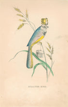 Load image into Gallery viewer, Stephens, Henry L. “Milliner Bird.”  [Minnie Doyle] From &quot;The Comic Natural History of the Human Race&quot;
