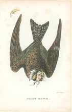 Load image into Gallery viewer, Stephens, Henry L. “Night Hawk.”  [lady of the night] From &quot;The Comic Natural History of the Human Race&quot;
