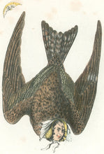 Load image into Gallery viewer, Stephens, Henry L. “Night Hawk.”  [lady of the night] From &quot;The Comic Natural History of the Human Race&quot;
