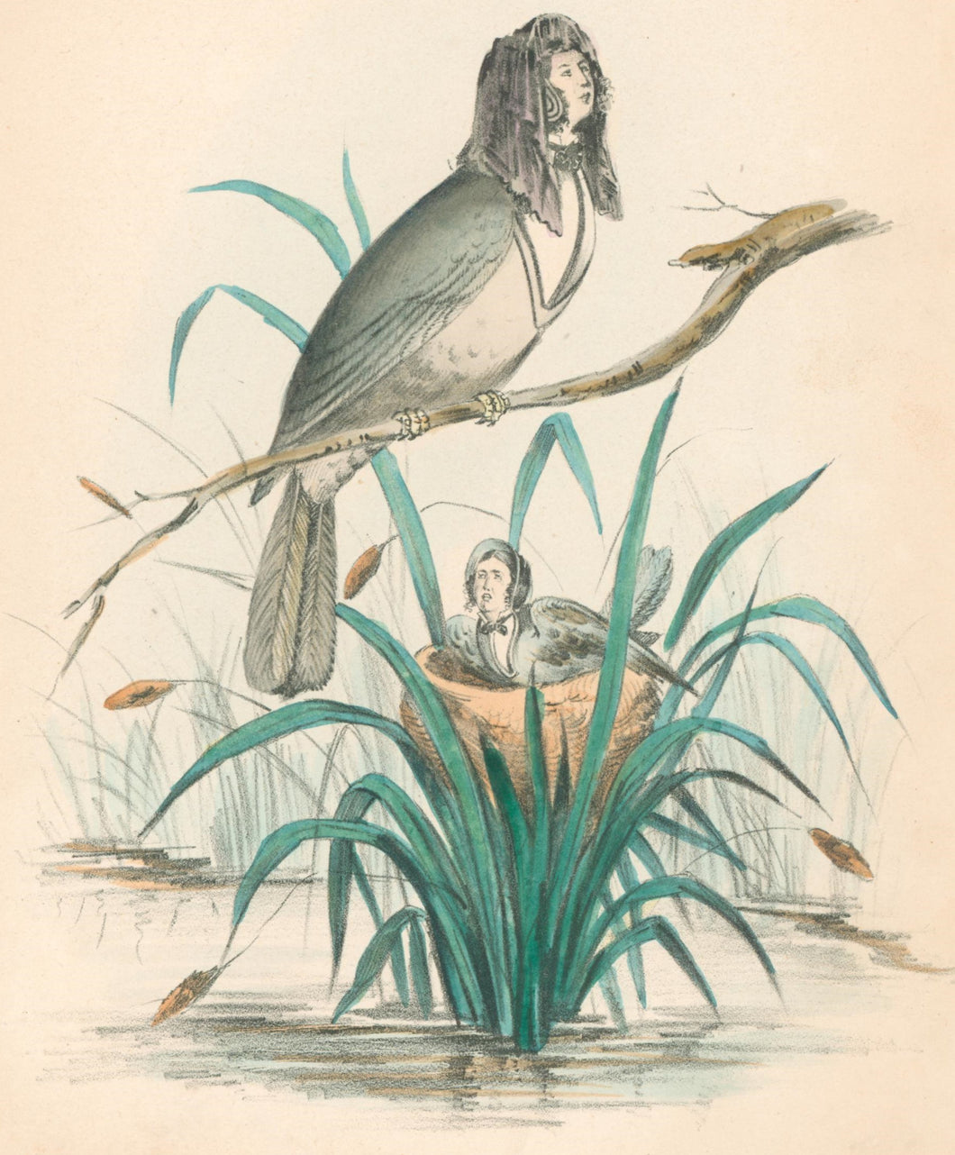 Stephens, Henry L. “Widow Bird.”  [a type] From 