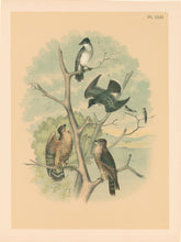 Load image into Gallery viewer, Jasper, Theodore  &quot;Kingbird or Tyrant Flycatcher, Pigeon Hawk.&quot; Pl. XXXI
