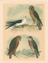Load image into Gallery viewer, Jasper, Theodore  &quot;Swallow-tailed Kite, Marsh Hawk or Harrier, Western Red-tail/Red-tailed Black Hawk, Swainson&#39;s Hawk.&quot; Pl. XCVIII
