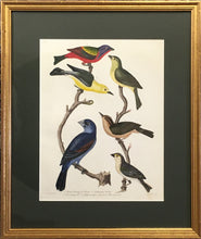 Load image into Gallery viewer, Wilson, Alexander.  Plate 24  “Painted Bunting/Female/Prothonotary Warbler/Wormeating Warbler/Yellow-winged Sparrow/Blue Grosbeak”
