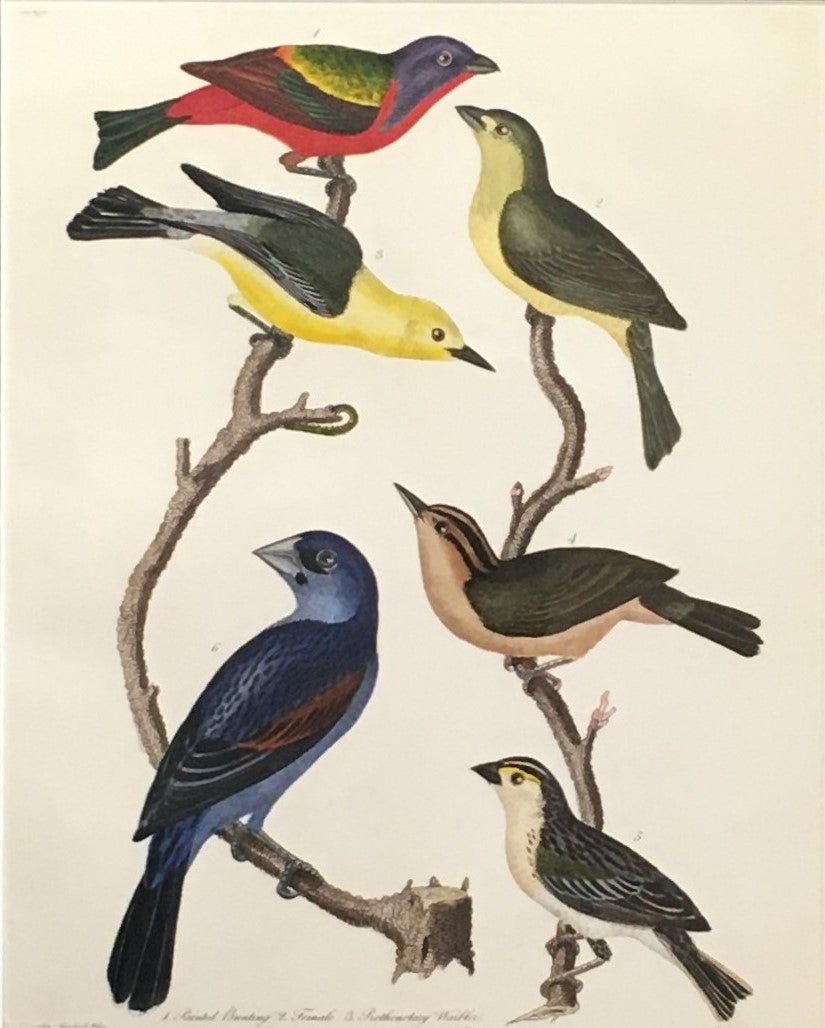Wilson, Alexander.  Plate 24  “Painted Bunting/Female/Prothonotary Warbler/Wormeating Warbler/Yellow-winged Sparrow/Blue Grosbeak”