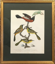 Load image into Gallery viewer, Wilson, Alexander  Plate 4  “Orchard Oriole/Female/Males of the second and third years/Male in complete plumage/Egg of the Orchard Oriole/Egg of the Baltimore Oriole”
