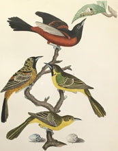 Load image into Gallery viewer, Wilson, Alexander  Plate 4  “Orchard Oriole/Female/Males of the second and third years/Male in complete plumage/Egg of the Orchard Oriole/Egg of the Baltimore Oriole”
