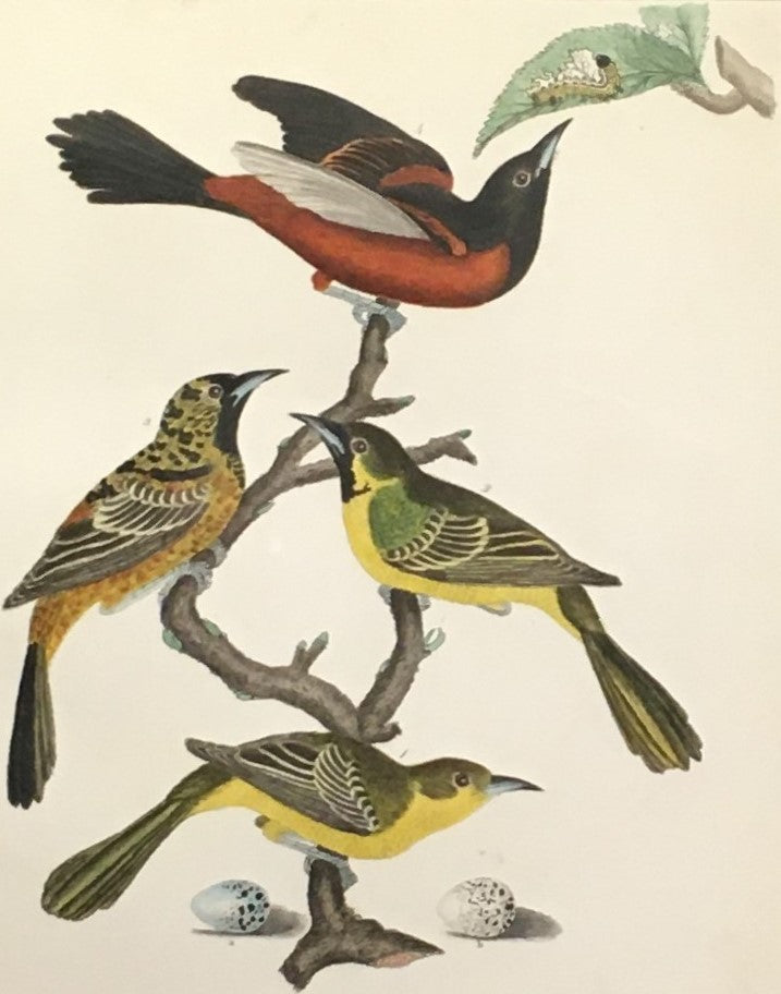Wilson, Alexander  Plate 4  “Orchard Oriole/Female/Males of the second and third years/Male in complete plumage/Egg of the Orchard Oriole/Egg of the Baltimore Oriole”
