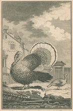Load image into Gallery viewer, Buffon &quot;The Turkey Cock and Hen&quot;
