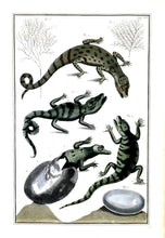 Load image into Gallery viewer, Seba, Albertus &quot;Plate 103&quot; [Baby Crocodiles &amp; Alligators with Eggs]
