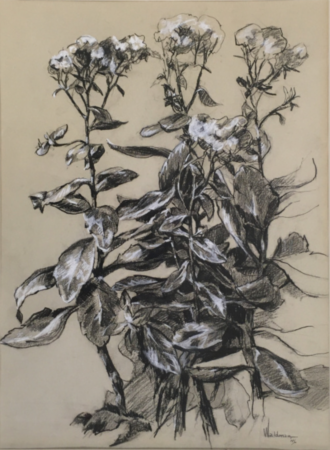 Waldman [Botanical Drawing in Charcoal & White Chalk]