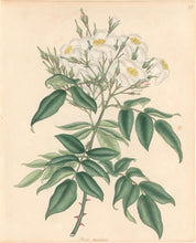 Load image into Gallery viewer, Andrews, H.C.   &quot;Rosa, moschala.” Plate 11.

