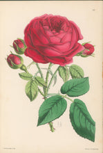 Load image into Gallery viewer, Andrews, James  Plate 146.  From &quot;The Floral Magazine&quot;
