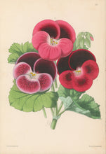Load image into Gallery viewer, Andrews, James  Plate 148.  From &quot;The Floral Magazine&quot;
