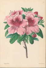 Load image into Gallery viewer, Andrews, James  Plate 151.  From &quot;The Floral Magazine&quot;
