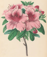 Load image into Gallery viewer, Andrews, James  Plate 151.  From &quot;The Floral Magazine&quot;
