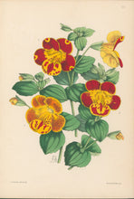 Load image into Gallery viewer, Andrews, James  Plate 157.  From &quot;The Floral Magazine&quot;
