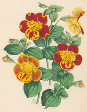 Load image into Gallery viewer, Andrews, James  Plate 157.  From &quot;The Floral Magazine&quot;
