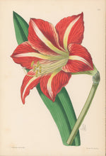 Load image into Gallery viewer, Andrews, James  [Amaryllis] Plate 159.  From &quot;The Floral Magazine&quot;
