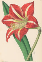 Load image into Gallery viewer, Andrews, James  [Amaryllis] Plate 159.  From &quot;The Floral Magazine&quot;
