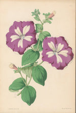 Load image into Gallery viewer, Andrews, James  Plate 170.  From &quot;The Floral Magazine&quot;
